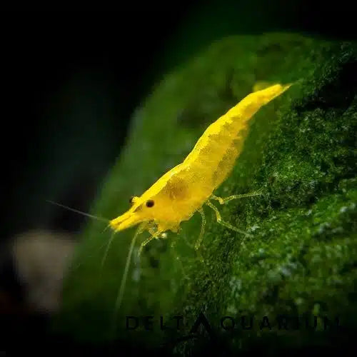 GOLDEN BACK SHRIMP